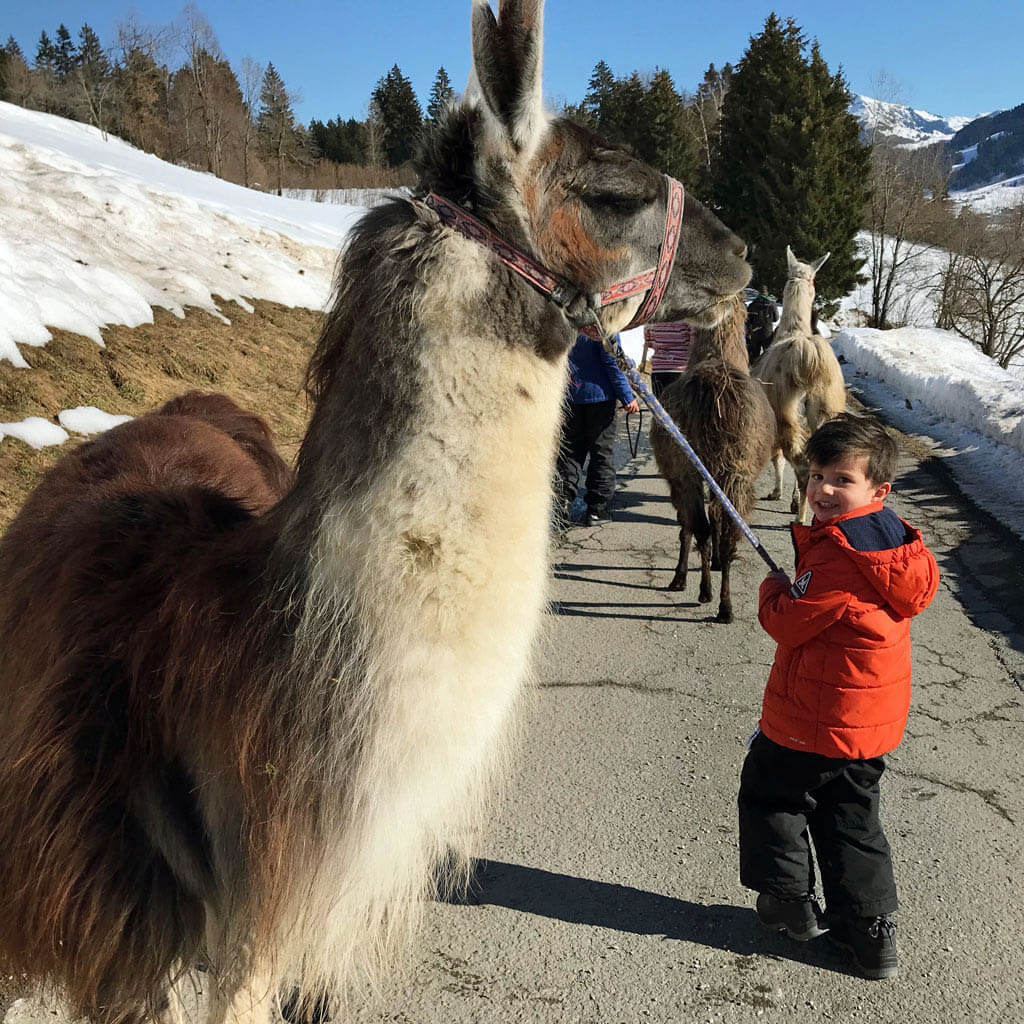 Een mooie winterwandeling met ‘onze’ eigen lama Sanchez.