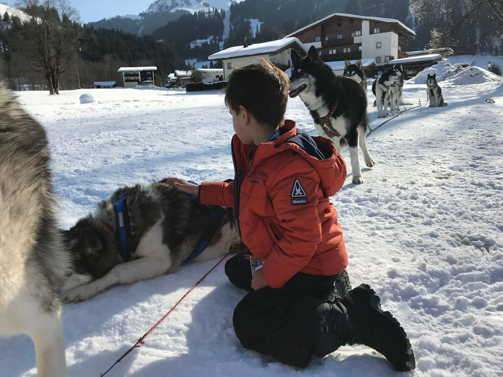 De husky’s vinden het heerlijk om geaaid te worden.