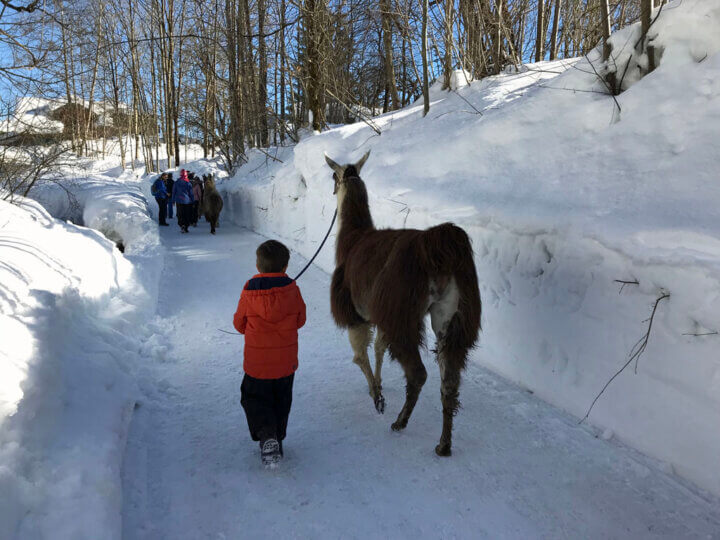 Wandelen met een lama is een leuke winteractiviteit in Wilder Kaiser.