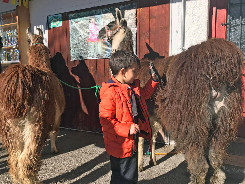 Voordat we gaan wandelen met de lama’s worden ze eerst zorgvuldig geborsteld.