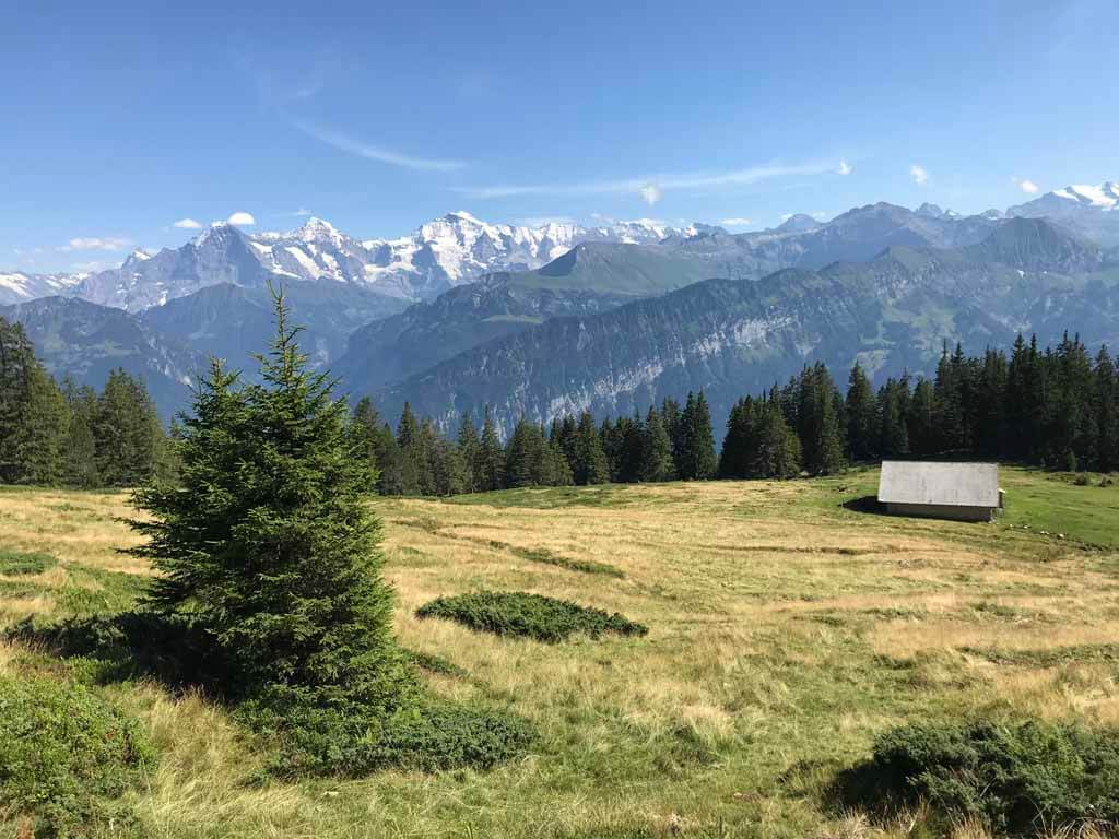 Het laatste stuk van de rondwandeling Niederhorn gaat via een almweide, wederom met prachtig uitzicht op de besneeuwde bergtoppen.