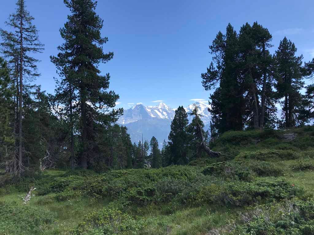 Tussen de bomen door hebben we nog steeds uitzicht op de besneeuwde bergen van het Berner Oberland.