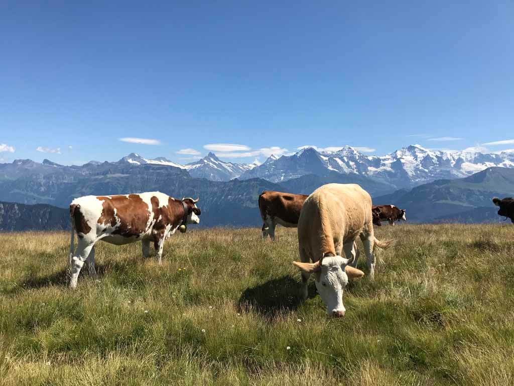 Bovenop de top van de Niederhorn heb je een prachtig uitzicht op de bergtoppen van het Berner Oberland.