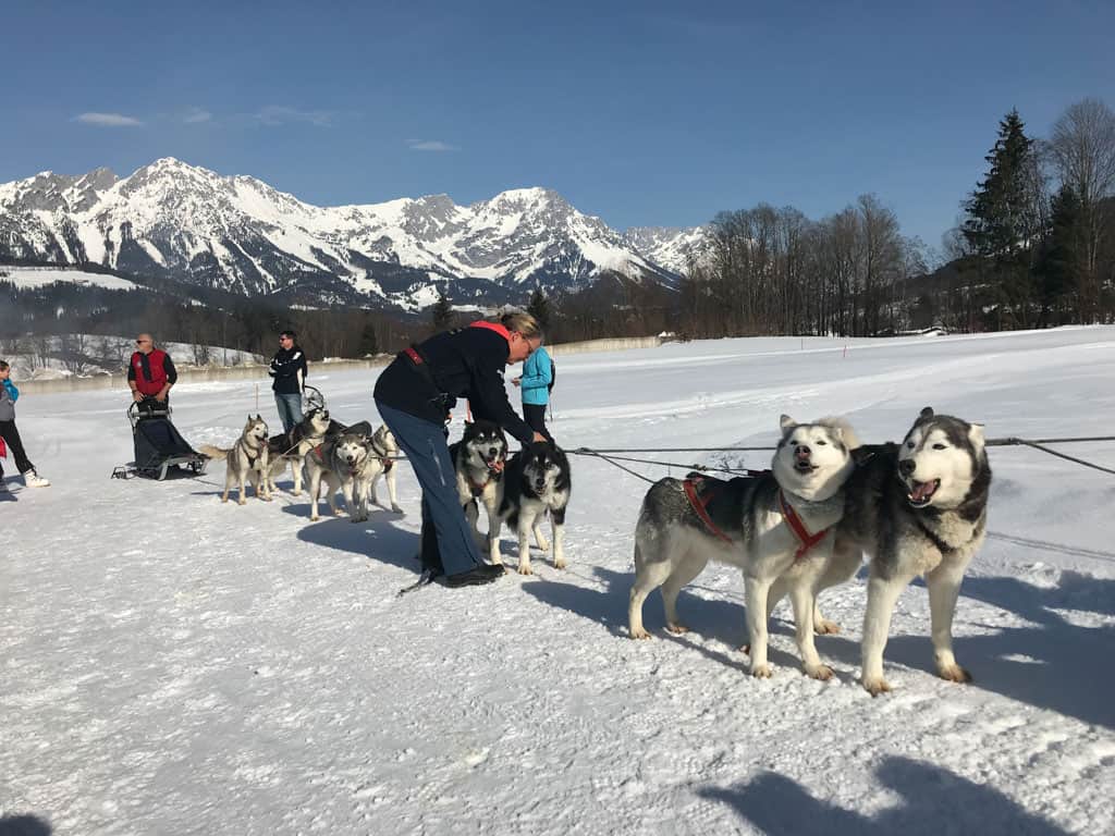 De husky’s worden voor de slee gespannen, tijd voor een ritje.