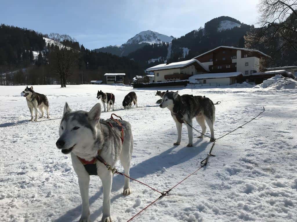 In Wilder Kaiser is het ook mogelijk om een echte huskytocht te maken.