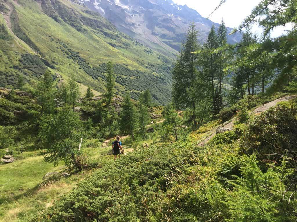 Naarmate we verder afdalen, zien we steeds meer loofbomen.