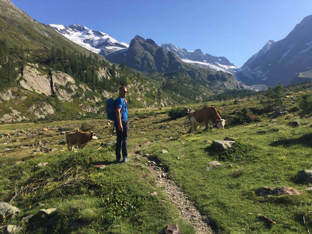De wandeling door het Lötschental gaat langs groene bergweides, met koeien natuurlijk.