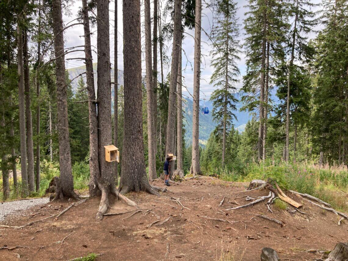 Ook een hoogtepunt van de Murmelitrail in Lenk, de nestkasten.