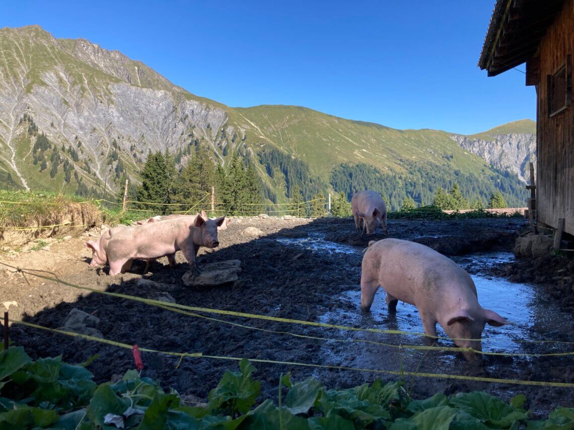 De varkens hebben hier wel prachtig uitzicht! 