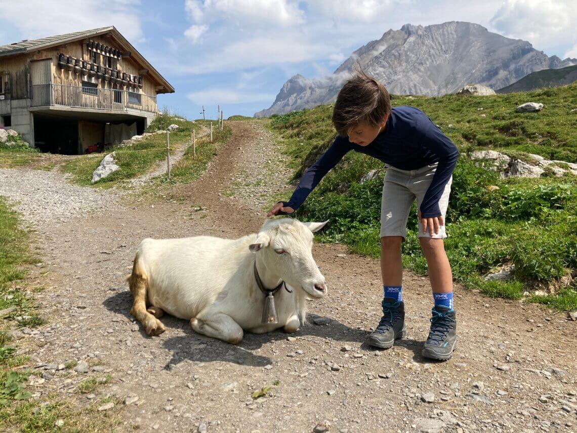 We zien heel veel geiten op de Engstligenalp.