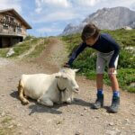 We zien heel veel geiten op de Engstligenalp.