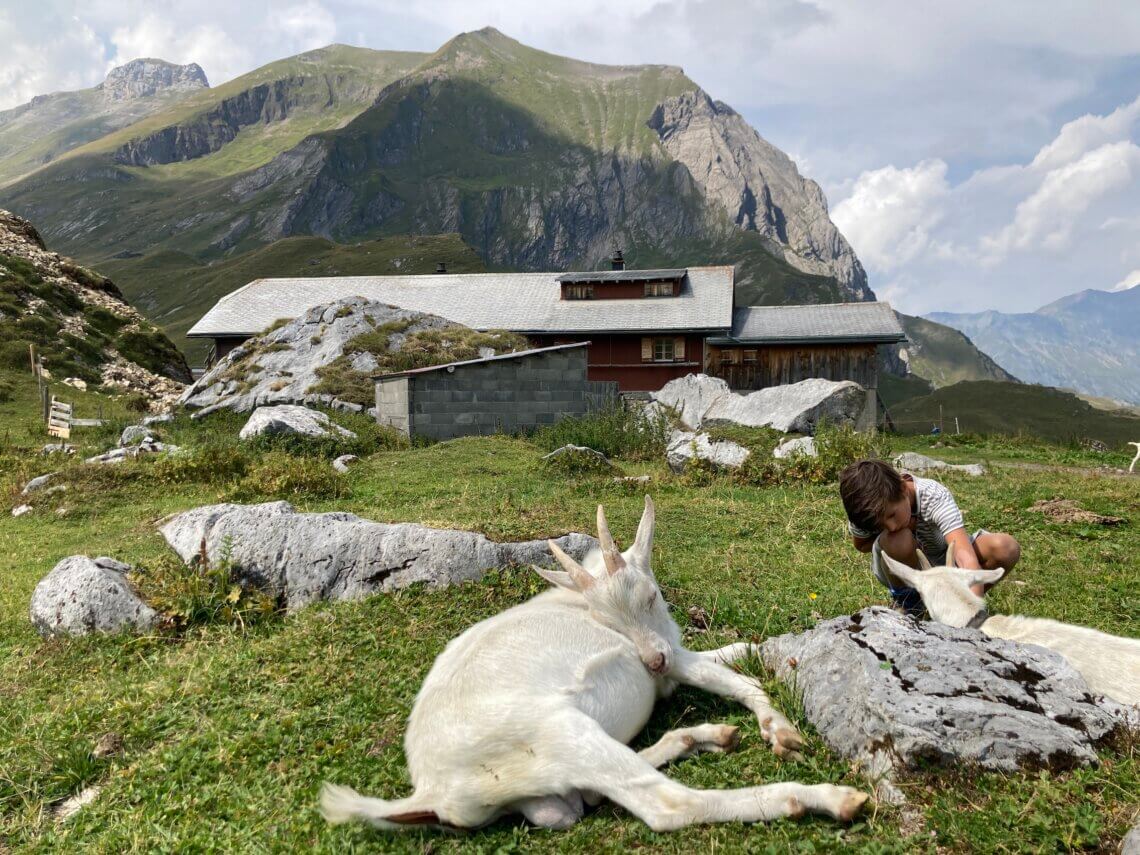 Op de Engstligenalp zijn niet allemaal koeien maar ook lieve geitjes.