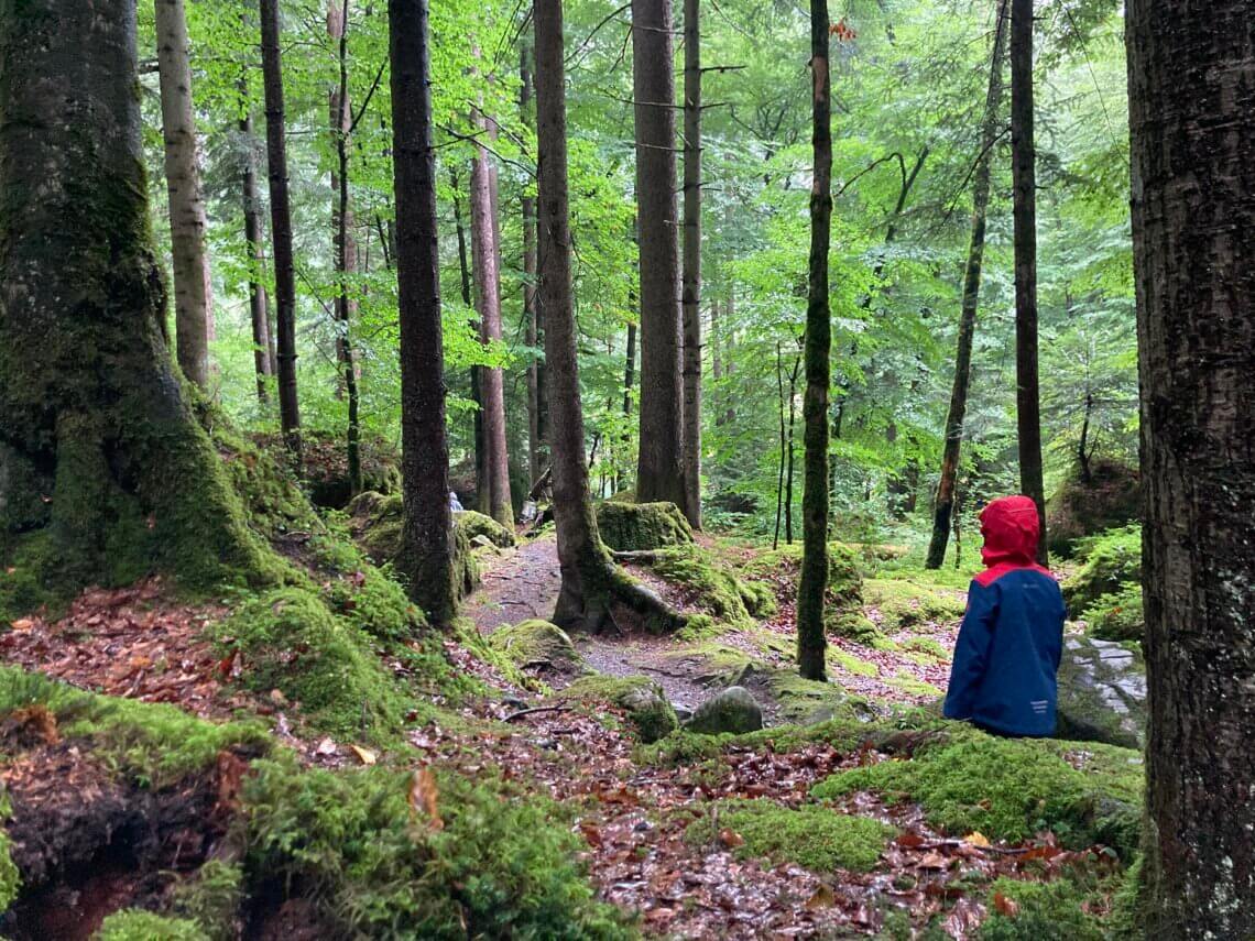 Wij nemen het smalle pad door het bos.