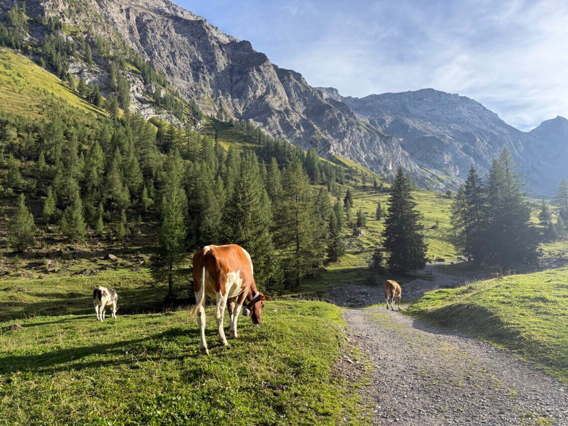 De Iffigenalp is een prachtige plek, met de koeien om je heen!