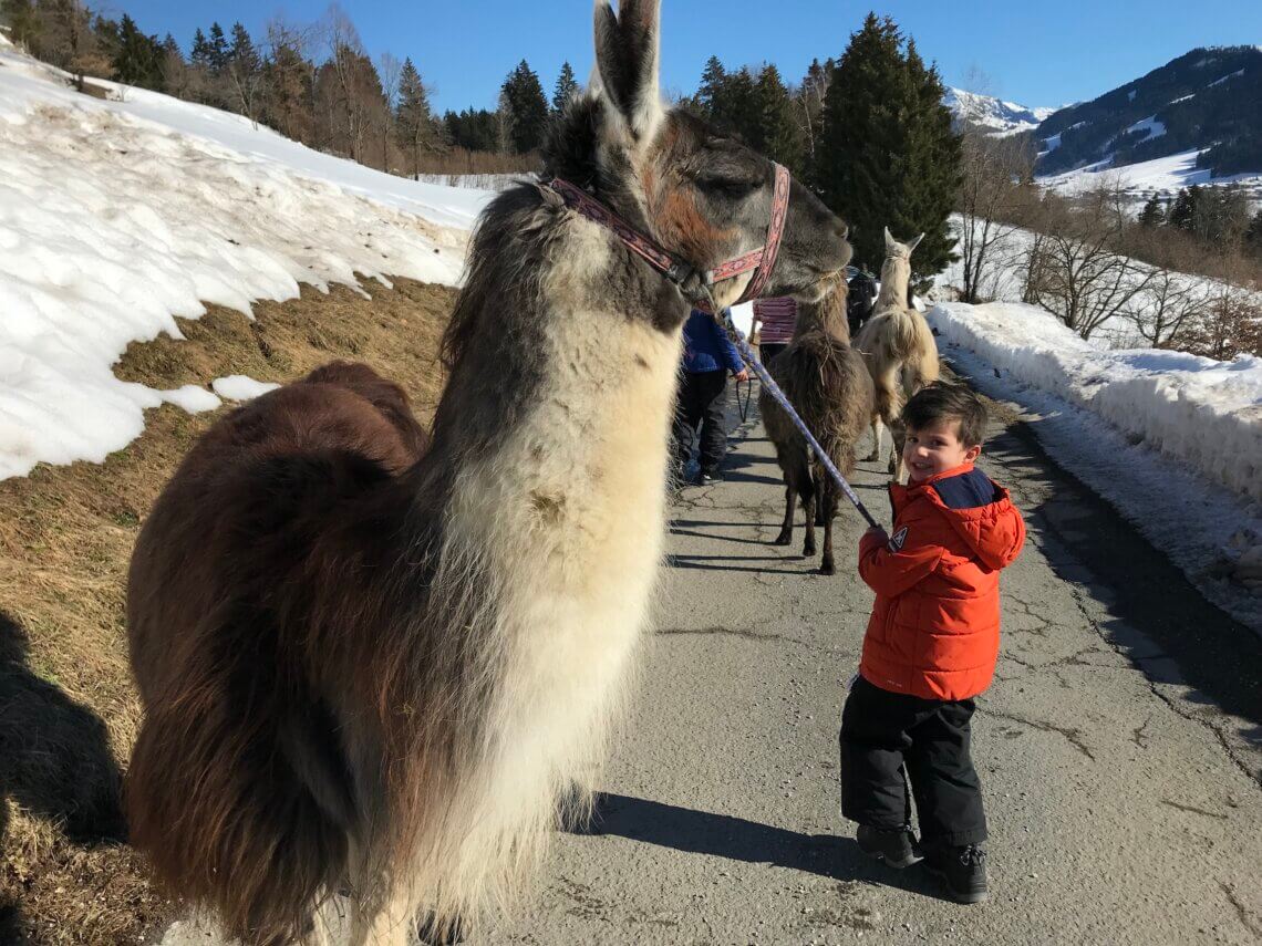 In de Wilder Kaiser gingen we een mooie winterwandeling maken met een Lama.