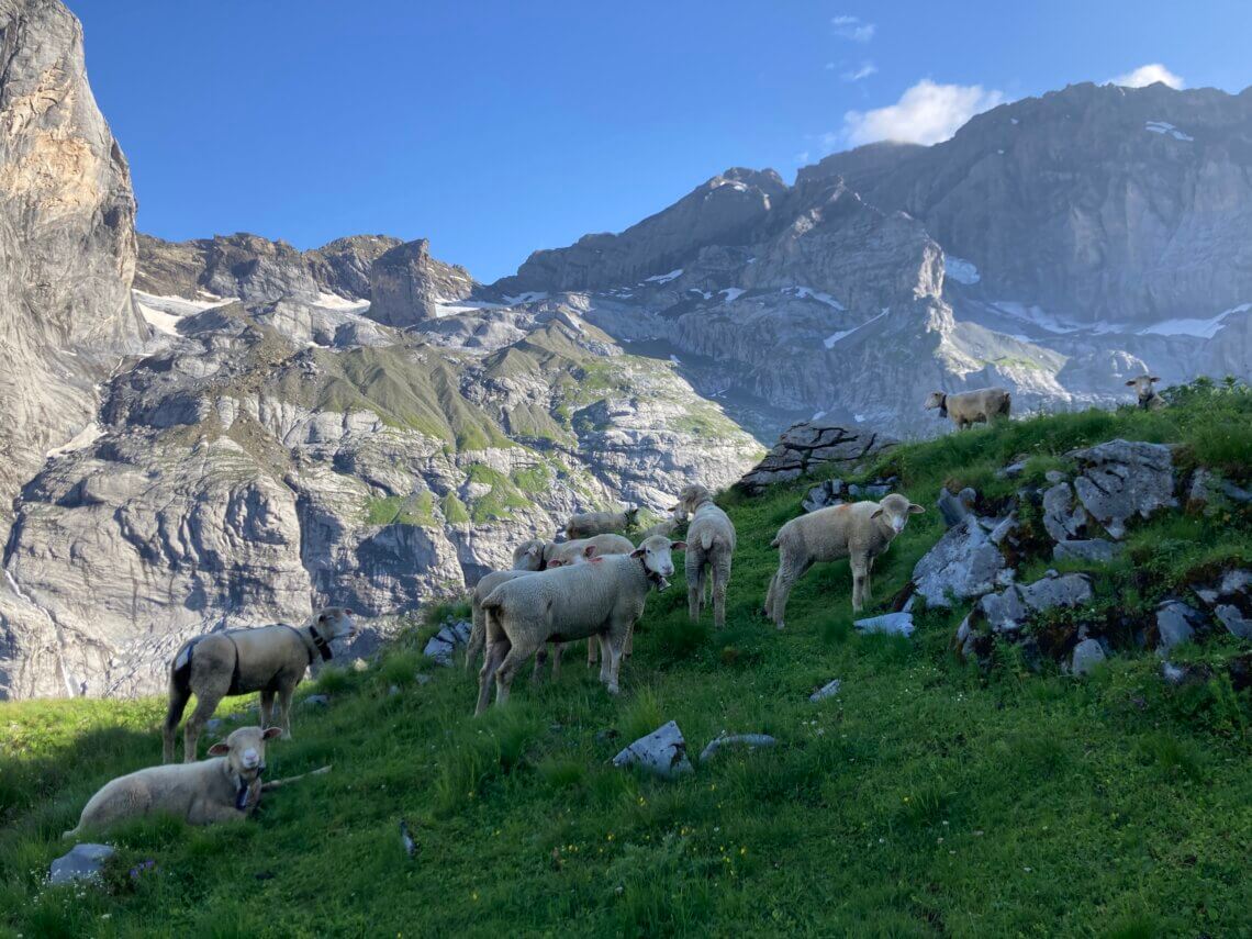 We passeren een kudde schapen en wat een uitzicht! 
