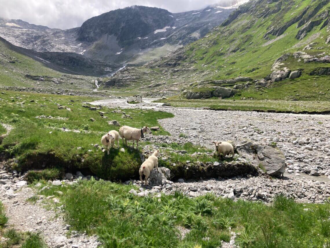 Ook hier komen we onderweg een kudde schapen tegen.