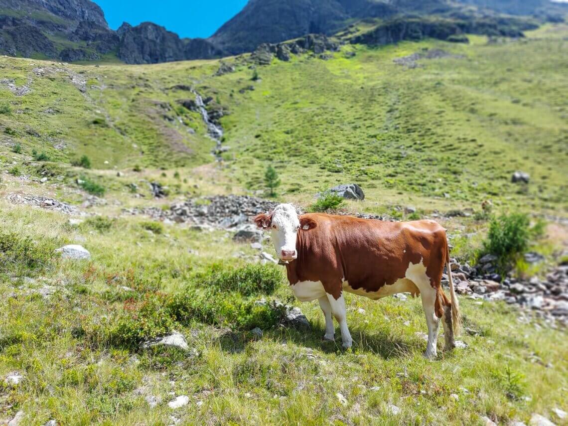 We genieten van prachtige natuur en zien onderweg nog koeien.