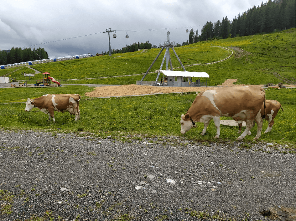 Bij het middenstation lopen de koeien.