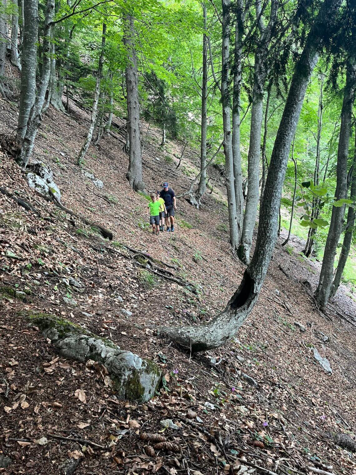 De bossen in Slovenië zijn echt heel anders dan in Nederland.