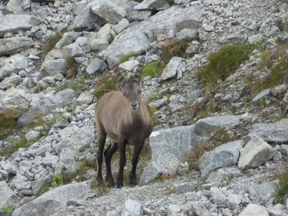 Tijdens onze huttentocht in Wallis in Zwitserland spotten we zelfs een steenbok!