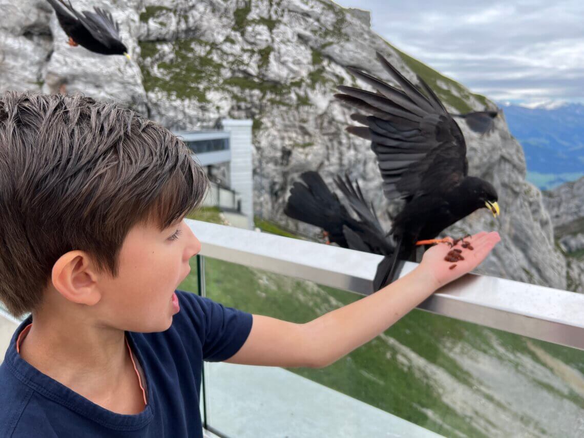 Wat rozijntjes lusten deze grote vogels wel.