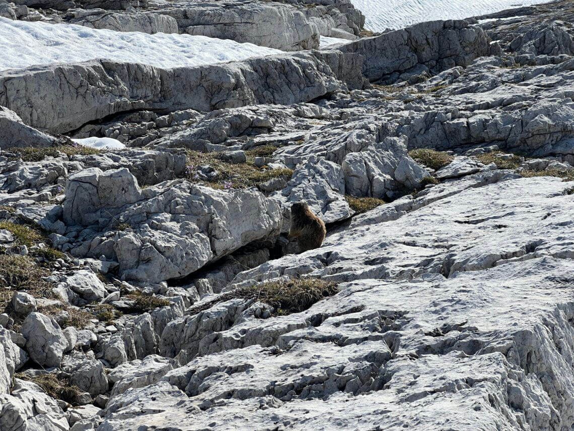 Onderweg naar de Tucketthütte spotten we bergmarmotten.