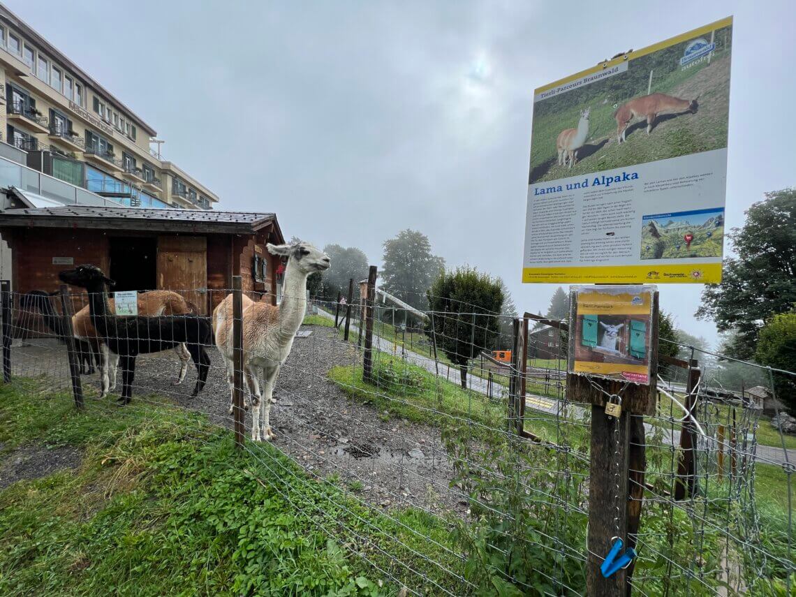  Tierli Parcours in Braunwald