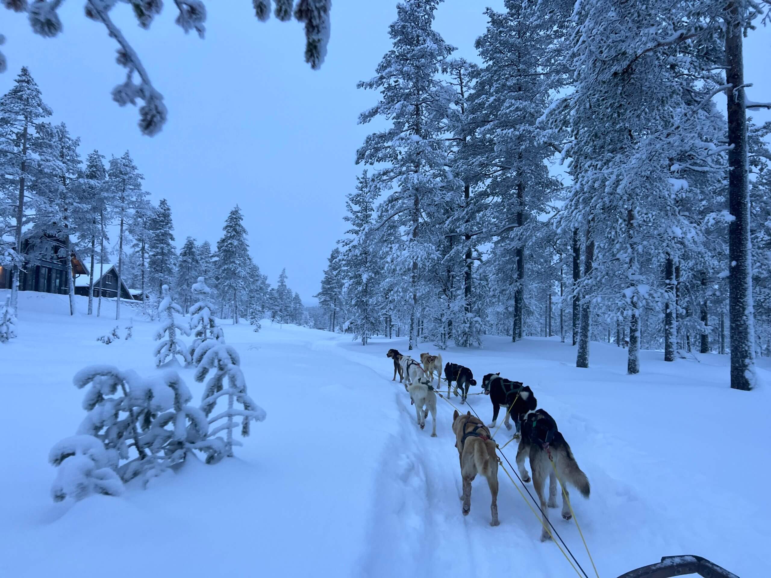 Een hondensledetocht in Zweden is magisch mooi!