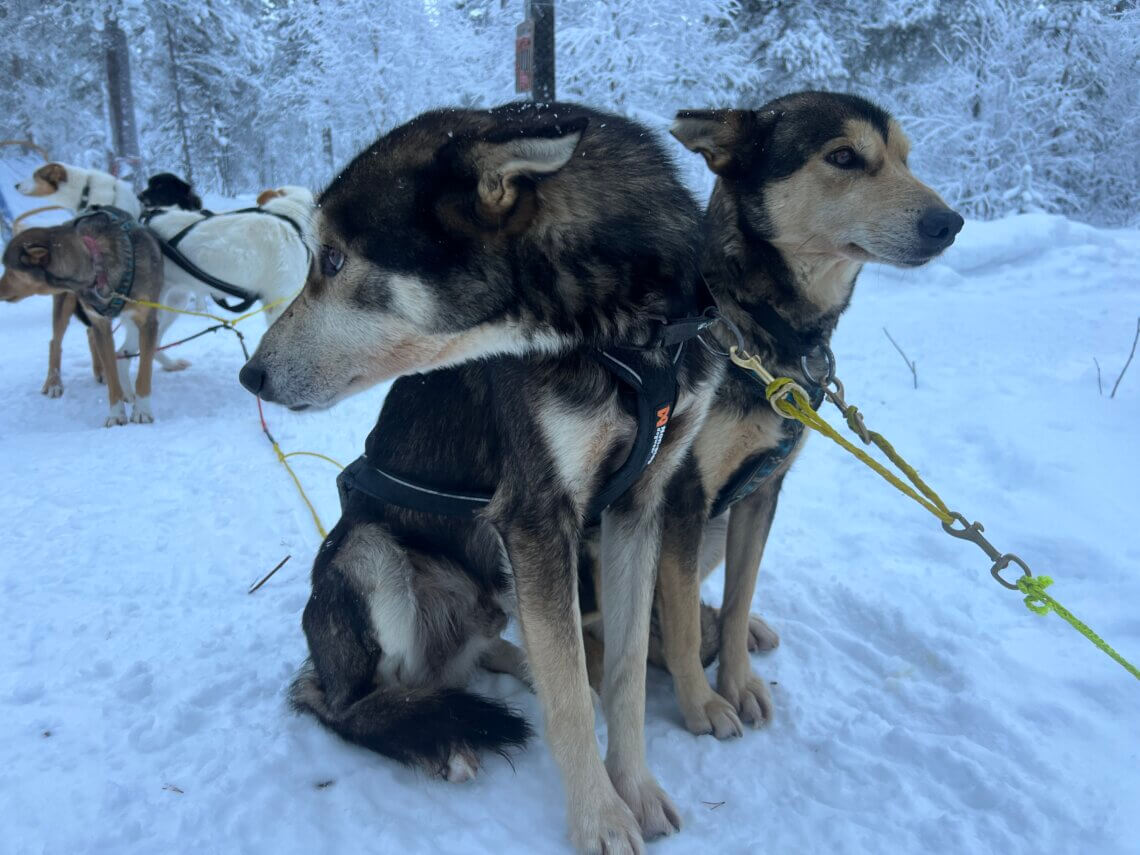 Voor de honden is deze activiteit het hoogtepunt van de dag! 