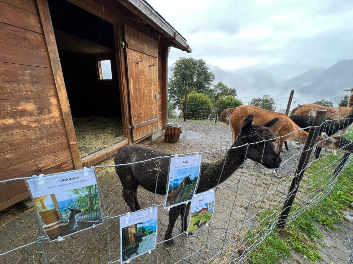 En elke dag alle dieren voeren!