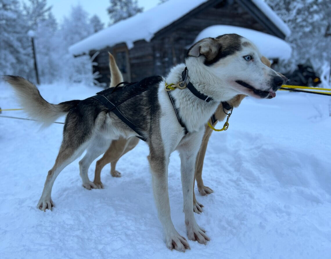 Bij een wintervakantie naar Zweden hoort een huskytour!