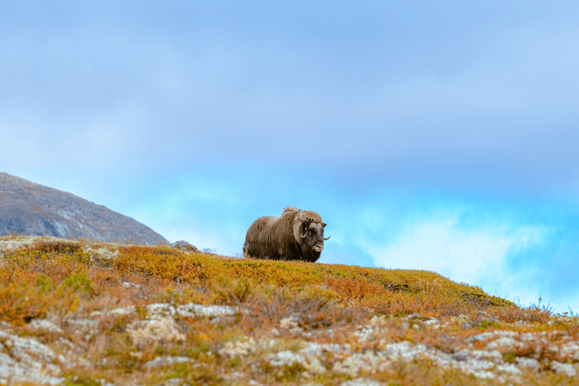 Noorwegen - Muskusossen in Dovrefjell