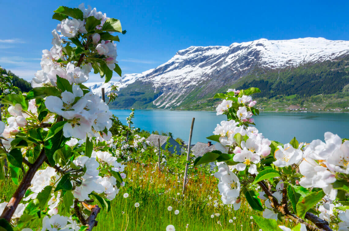 n de lente geniet je in Hardanger van prachtige appelbloesems