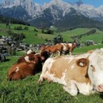 Hinterthal is een charmant bergdorpje in het Salzburgerland.