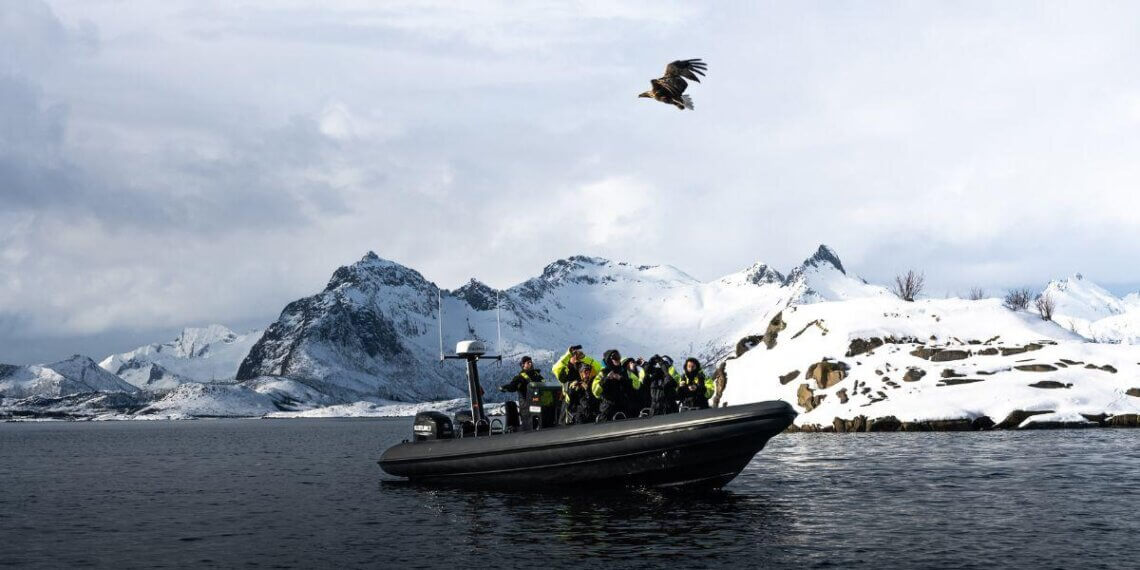 Lofoten zeearend safari