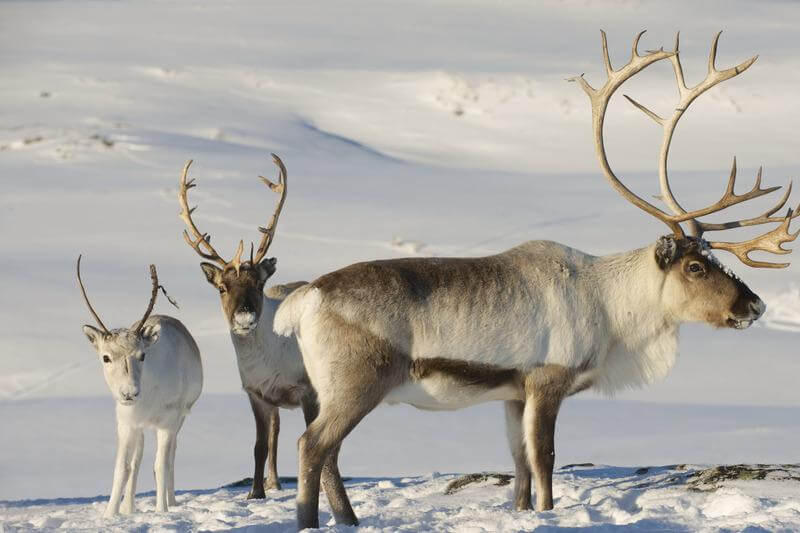 Vesteralen Eland