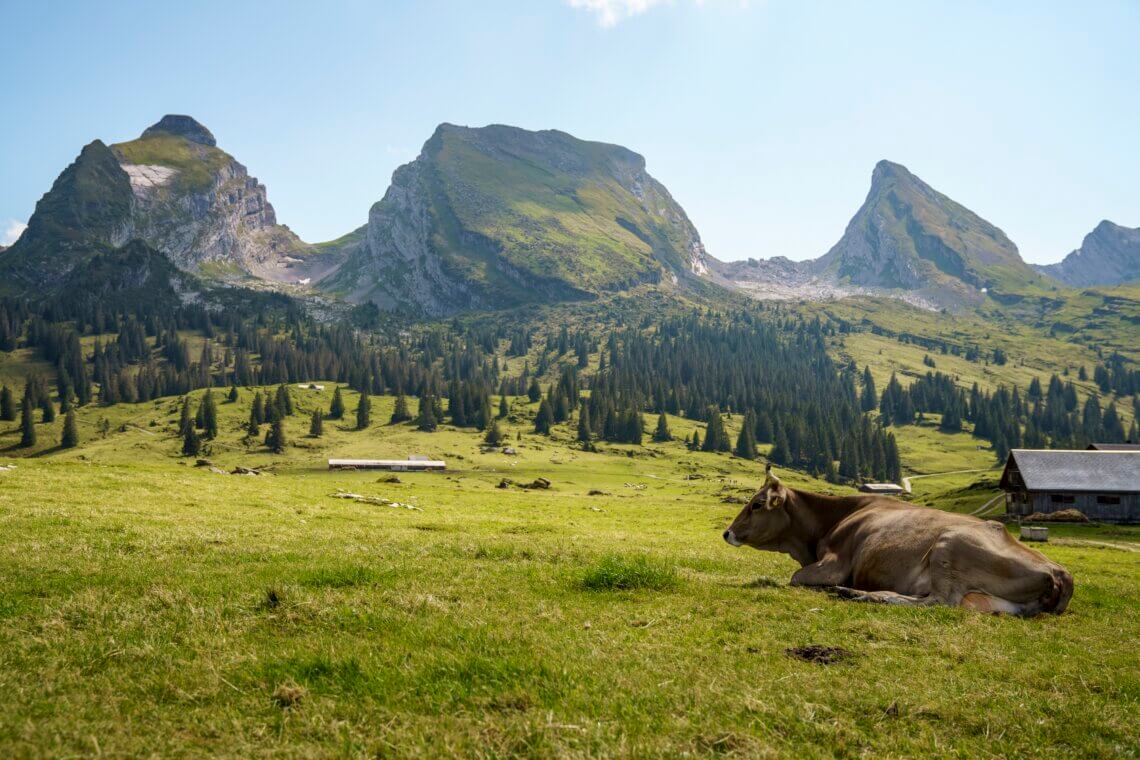 Toggenburg is prachtig in de zomer met de hoge berg Chäserrugg Copyright: Chäserrugg