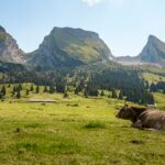 Toggenburg is prachtig in de zomer met de hoge berg Chäserrugg Copyright: Chäserrugg