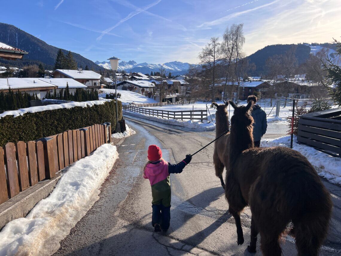 Een lama trekking is ook een leuke winteractiviteit in Seefeld.