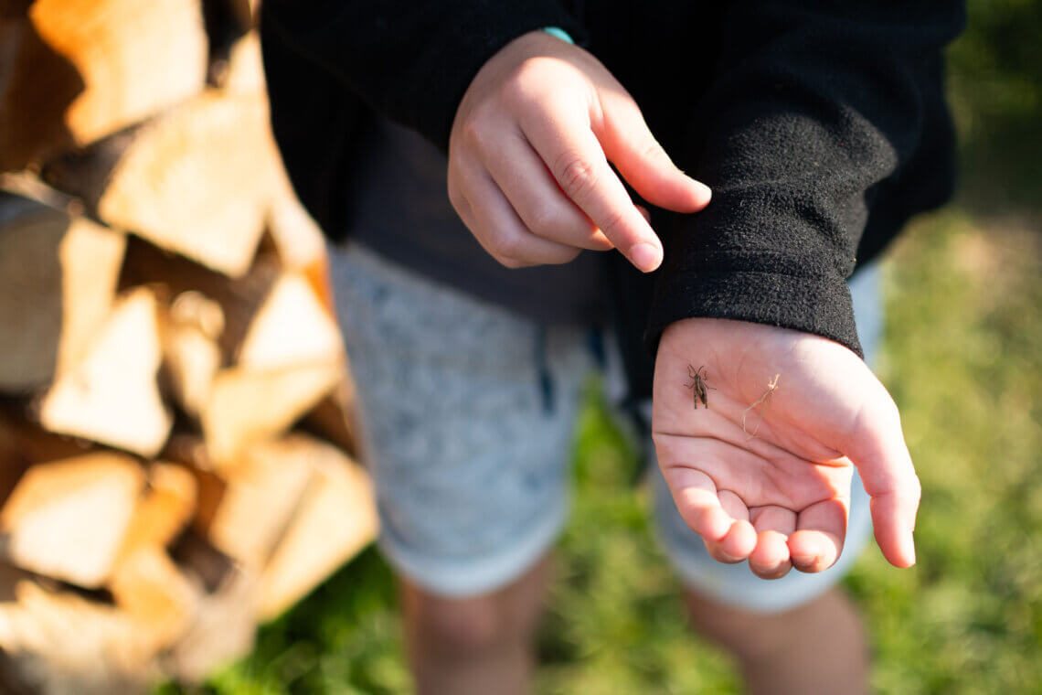 Dieren spotten Vallee de la Claree