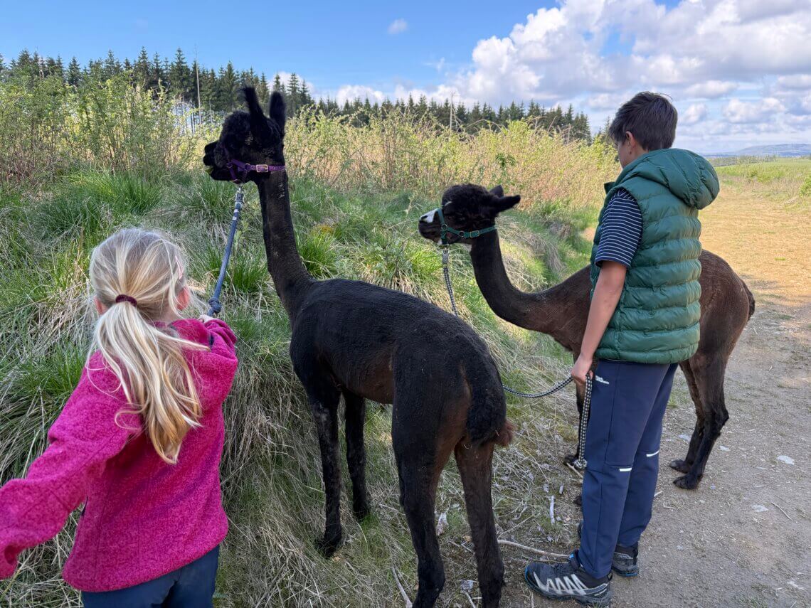 Wandelen met Alpaca's bij Sanssouci Alpaka Oberharz