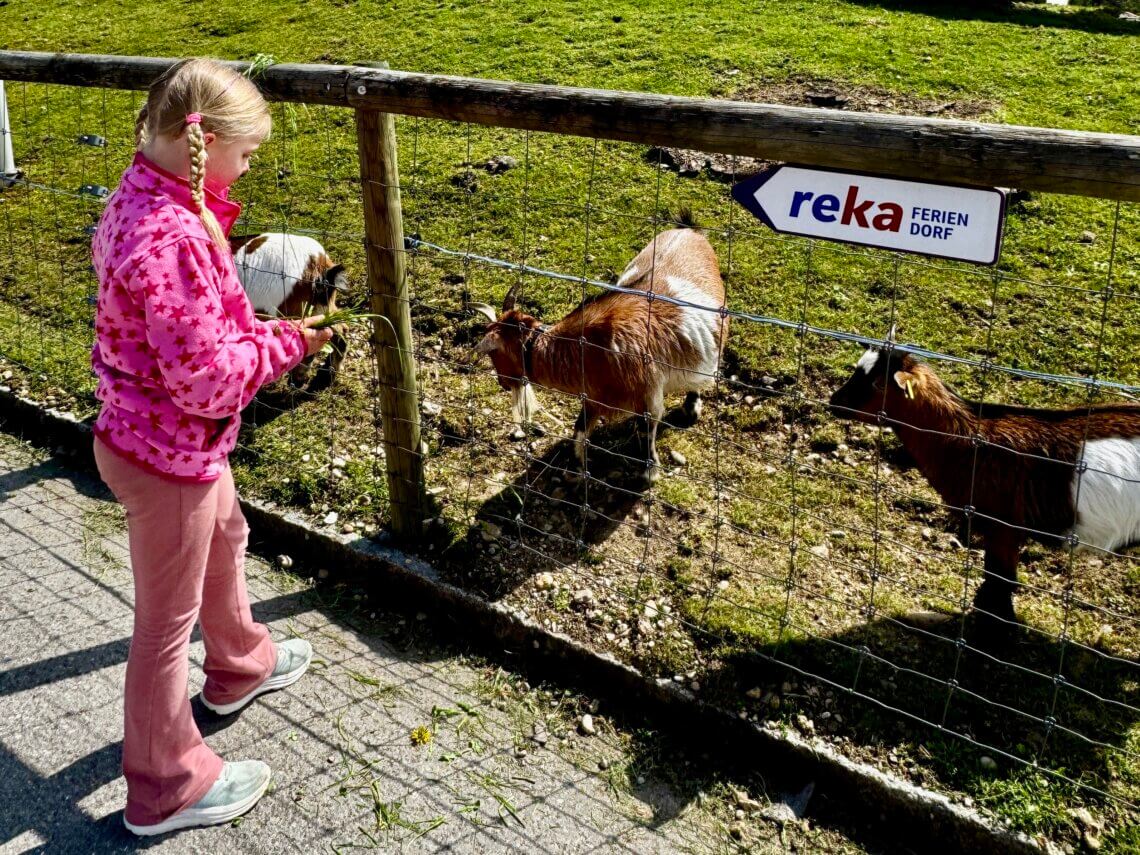 De geiten bij Reka holiday village Urnäsch staan al te wachten. 