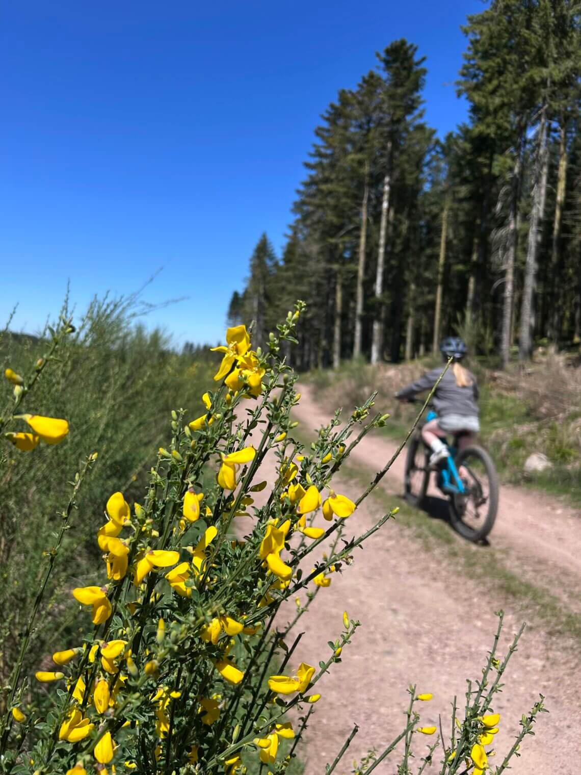 Brede paden met mountainbiken in de Vogezen.
