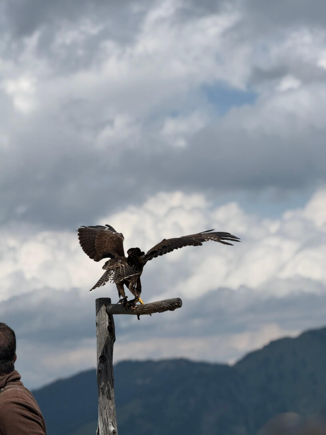 De roofvogelshow in Rauris.